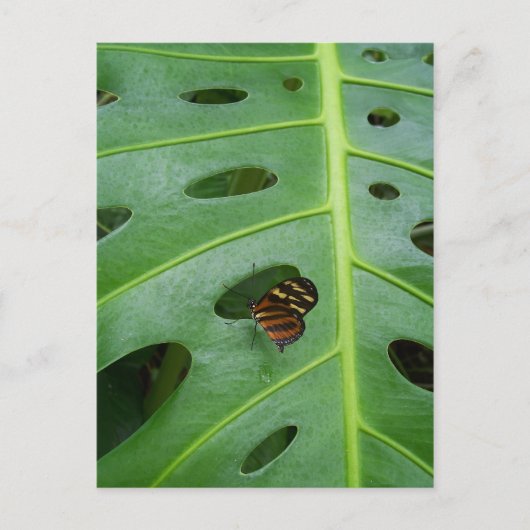 グリーン上で ポストカード (正面)