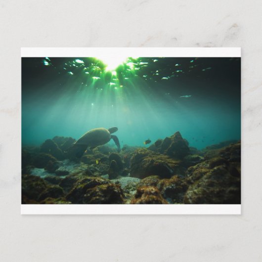 グリーン海ラグーン海カメ水中 ポストカード (正面)