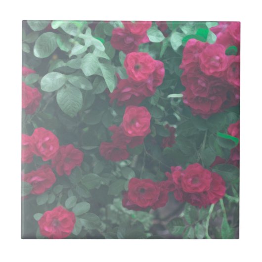グリーン淡い色のレッドローゼフラワーズスケッチ タイル (正面)