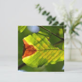 グリーン秋リーフ (スタンド正面)