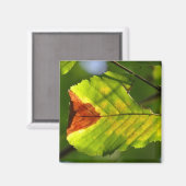 グリーン秋リーフ マグネット (正面/裏面)