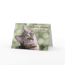 グリーン虎猫で元気に《写真》ぼけ味