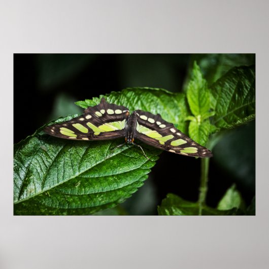 グリーン鮮やかプリント ポスター (正面)