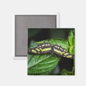 グリーン鮮やかマグネット マグネット (正面/裏面)