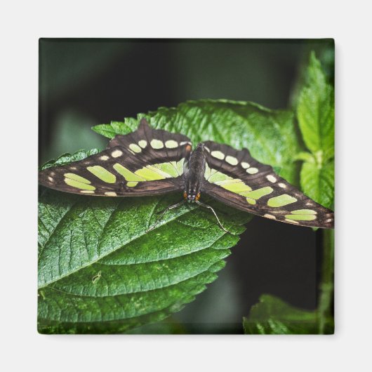 グリーン鮮やかマグネット マグネット (正面)