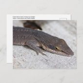 グリーン・アノール・リザード接写 ポストカード (正面/裏面)