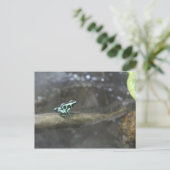 グリーン&ブラックポイズンダーツカエル# 2 ポストカード (スタンド正面)