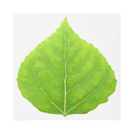 グリーン《植物》アスペンリーフ#11 メタルプリント