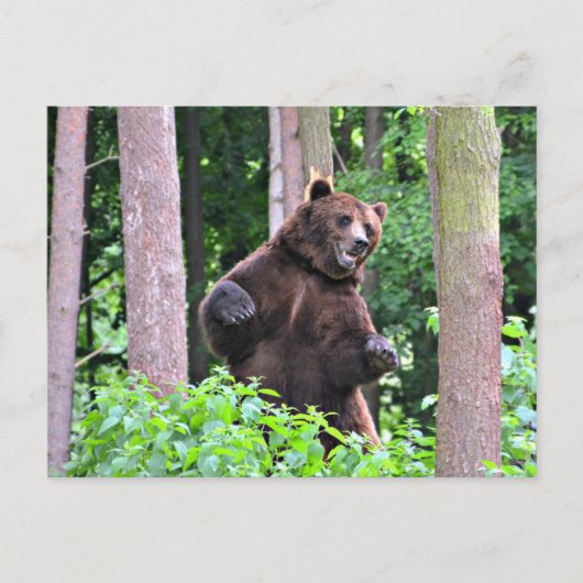 グリ威厳のあるズリー:森の守り ポストカード (正面)