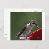 グルジアのハミング鳥 ポストカード (正面/裏面)