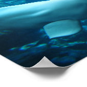 グルジアよくはしゃぐの水族館でかわいいベルーガクジラ ポスター (角)