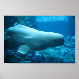 グルジアよくはしゃぐの水族館でかわいいベルーガクジラ ポスター