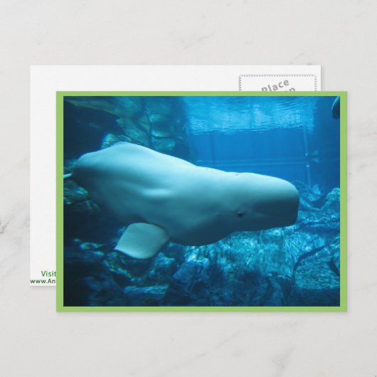 グルジアよくはしゃぐの水族館でかわいいベルーガクジラ ポストカード (正面/裏面)