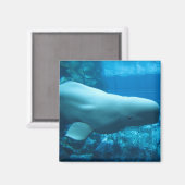グルジアよくはしゃぐの水族館でかわいいベルーガクジラ マグネット (正面/裏面)