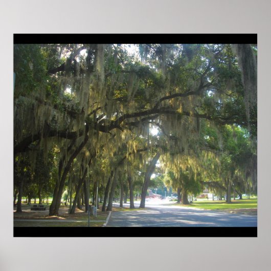 グルジアスペインののコケ ポスター (正面)