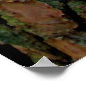 グルジア・パインの樹皮 ポスター (角)