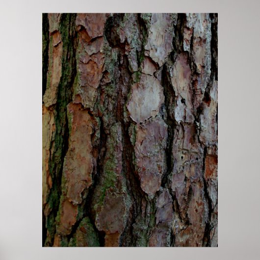 グルジア・パインの樹皮 ポスター (正面)