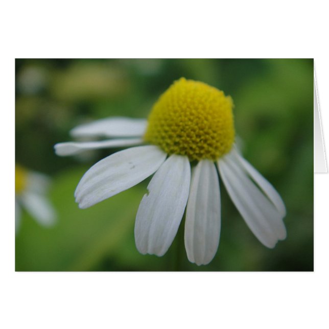 グルスカルテカミレンブリュートブランコ (正面横)