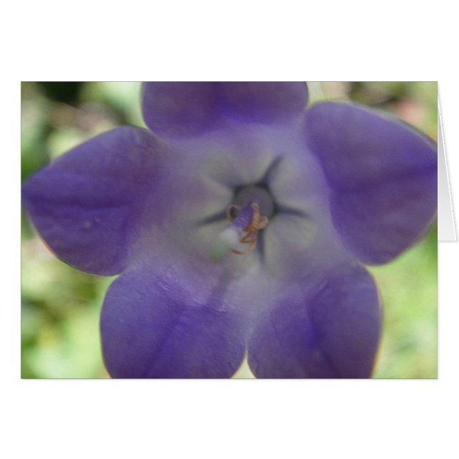 グルスカルテ・ブロウ・グロッケンブルメ (正面横)