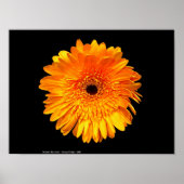 グルービー ポスター (正面)