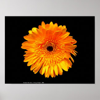 グルービー ポスター