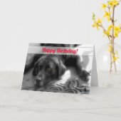 グループ誕生日ラブラドール犬 カード (黄色い花)