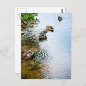 グルーミングダックス2 ポストカード (正面/裏面)