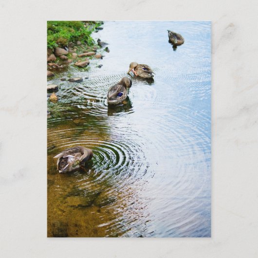 グルーミングダックス2 ポストカード (正面)