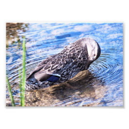 グルーミング効果 フォトプリント           