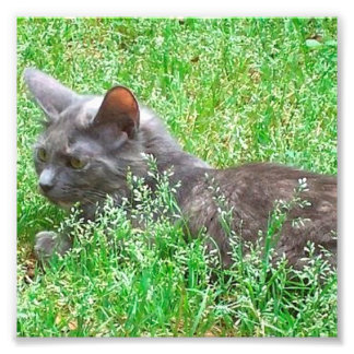 グレイなネクタイ猫 フォトプリント
