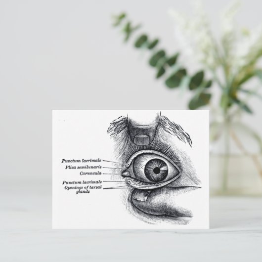 グレイの解剖学 ― 目の玉 ポストカード (スタンド正面)