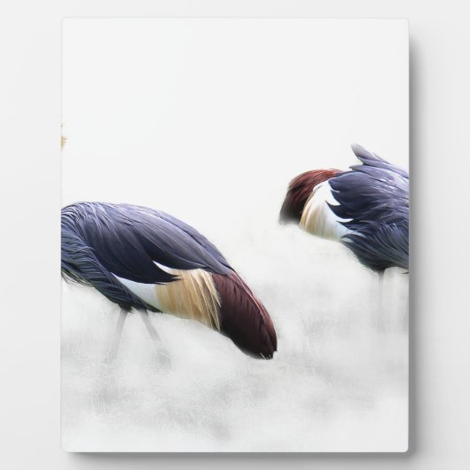 グレイアホウドリ鳥の羽 フォトプラーク (正面)
