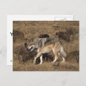 グレイウルフ – 木材ウルフ – レッドウルフシリーズ ポストカード (正面/裏面)