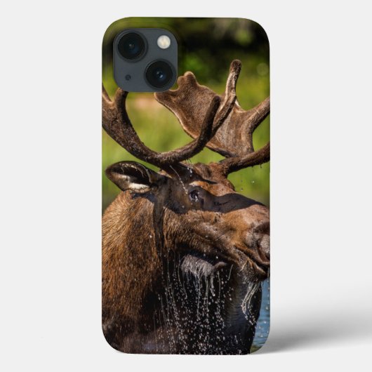 グレイシャー国立公園で餌を食べる雄のムース Case-Mate iPhoneケース (裏面)