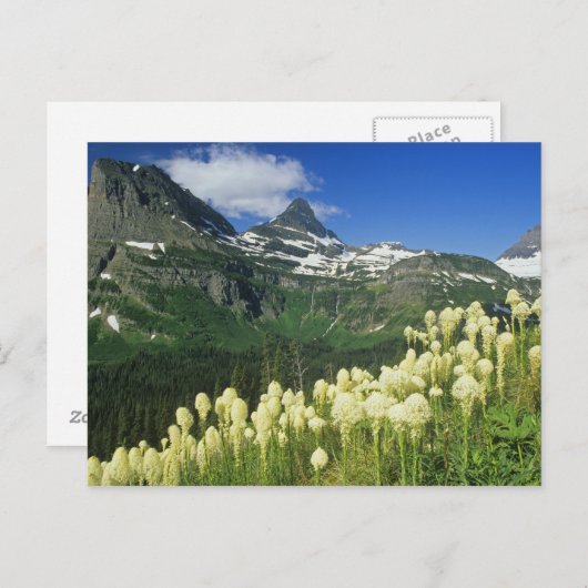 グレイシャー国立公園のロガンパス近くのベアグラス ポストカード (正面/裏面)