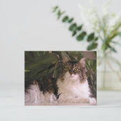 グレイシー ポストカード (スタンド正面)