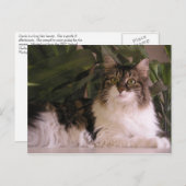 グレイシー ポストカード (正面/裏面)