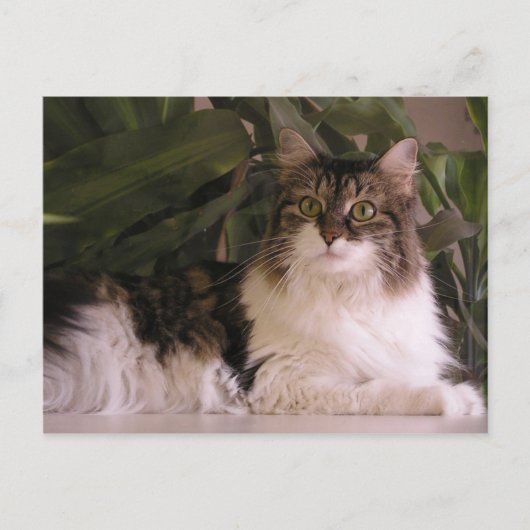 グレイシー ポストカード (正面)