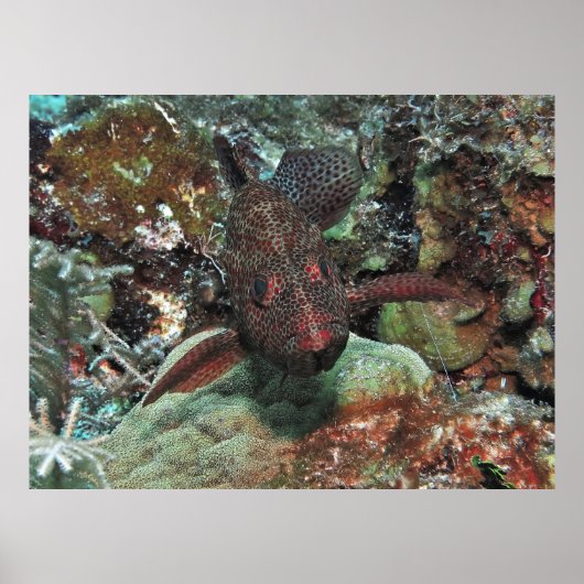 グレイスビーポートレート ポスター (正面)