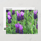 グレイスラベンダーポストカード ポストカード (正面/裏面)