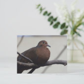 グレイソンのキジバト ポストカード (スタンド正面)