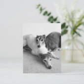 グレイハウンイタリアンズ昼寝 ポストカード (スタンド正面)