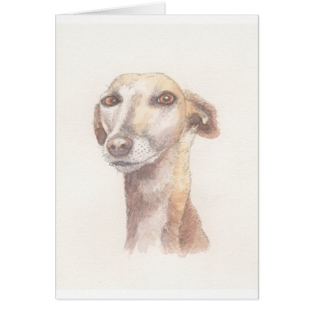 グレイハウンドのポートレート (正面)