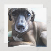 グレイハウンドの子犬の招待状 招待状 (正面/裏面)