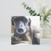 グレイハウンドの子犬の招待状 招待状 (スタンド正面)