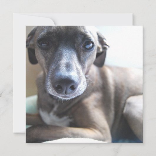 グレイハウンドの子犬の招待状 招待状 (正面)