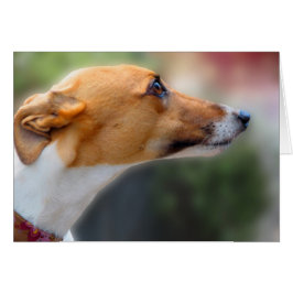 グレイハウンドカード