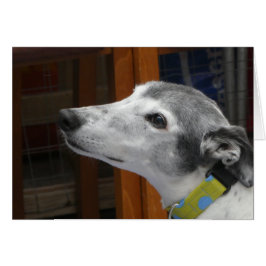 グレイハウンドフォトカード