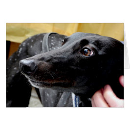 グレイハウンドフォトカード