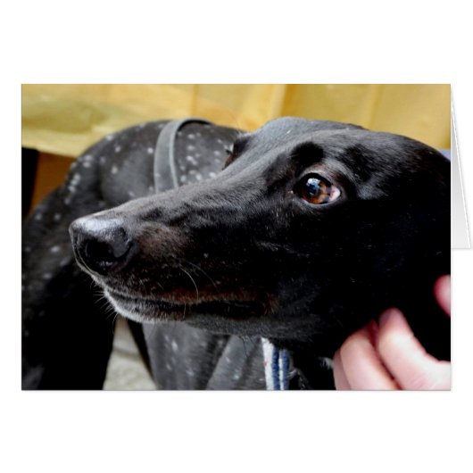 グレイハウンドフォトカード (正面横)